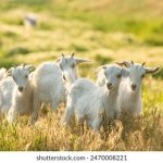 盛世赌场的魅力:如何在这里赢得属于你的财富 9vx4v00