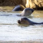 997997开奖记录最新完整版历史数据查询 oh7u0by121