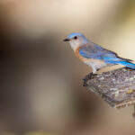 NBA赛事直播视频解说与配音精彩集锦 s35g6c